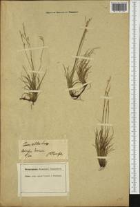 Carex alba Scop., Western Europe (EUR) (Germany)