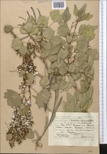 Populus euphratica Olivier, Middle Asia, Syr-Darian deserts & Kyzylkum (M7) (Kazakhstan)