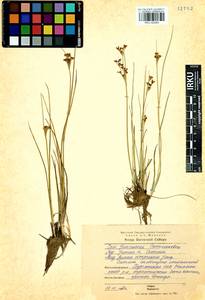 Juncus compressus Jacq., Siberia, Baikal & Transbaikal region (S4) (Russia)