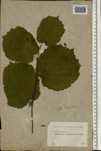 Corylus avellana L., Eastern Europe, Moscow region (E4a) (Russia)