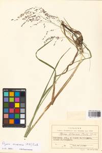 Glyceria arundinacea Kunth, Eastern Europe, Eastern region (E10) (Russia)