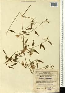 Clematis orientalis L., Caucasus, Azerbaijan (K6) (Azerbaijan)