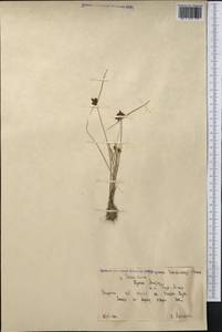 Pycreus sanguinolentus (Vahl) Nees, Middle Asia, Dzungarian Alatau & Tarbagatai (M5) (Kazakhstan)