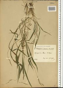 Brachypodium sylvaticum (Huds.) P.Beauv., Eastern Europe, Central region (E4) (Russia)