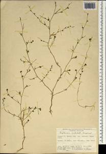 Bupleurum orientale Snogerup, South Asia, South Asia (Asia outside ex-Soviet states and Mongolia) (ASIA) (Turkey)