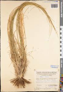 Stipa pennata L., Eastern Europe, Lower Volga region (E9) (Russia)