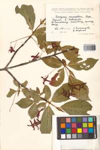 Euonymus macropterus Rupr., Siberia, Russian Far East (S6) (Russia)