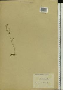 Arabidopsis thaliana (L.) Heynh., Eastern Europe, Middle Volga region (E8) (Russia)