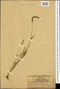Phleum paniculatum Huds., Caucasus, Azerbaijan (K6) (Azerbaijan)