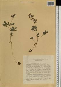 Corydalis ambigua Cham. & Schltdl., Siberia, Chukotka & Kamchatka (S7) (Russia)