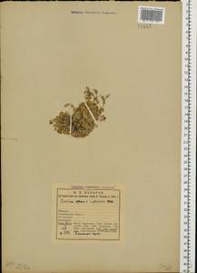 Cerastium alpinum L., Eastern Europe, Northern region (E1) (Russia)