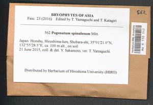 Pogonatum spinulosum Mitt., Bryophytes, Bryophytes - Asia (outside ex-Soviet states) (BAs) (Japan)