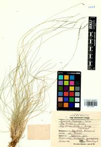 Nardus stricta L., Siberia, Baikal & Transbaikal region (S4) (Russia)