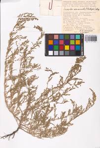 Suaeda acuminata (C. A. Mey.) Moq., Eastern Europe, Lower Volga region (E9) (Russia)