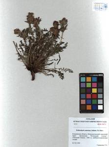 Pedicularis amoena Adams ex Steven, Siberia, Altai & Sayany Mountains (S2) (Russia)