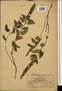 Teucrium hircanicum L., Caucasus, Azerbaijan (K6) (Azerbaijan)