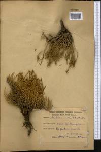 Anabasis salsa (C. A. Mey.) Benth. ex Volkens, Middle Asia, Northern & Central Kazakhstan (M10) (Kazakhstan)
