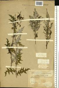 Echinops ritro subsp. ruthenicus (M. Bieb.) Nyman, Eastern Europe, Lower Volga region (E9) (Russia)