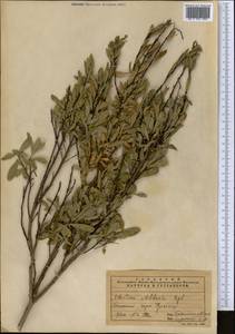 Wikstroemia alberti (Regel) Mottet, Middle Asia, Pamir & Pamiro-Alai (M2)
