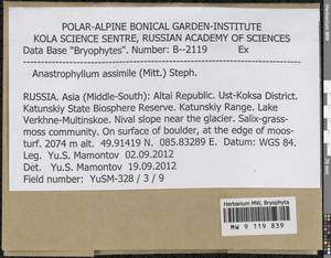 Anastrophyllum assimile (Mitt.) Steph., Bryophytes, Bryophytes - Western Siberia (including Altai) (B15) (Russia)