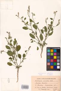 Heliotropium ellipticum Ledeb., Eastern Europe, Lower Volga region (E9) (Russia)