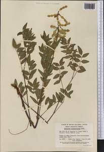 Hedysarum sulphurescens Rydb., America (AMER) (Canada)