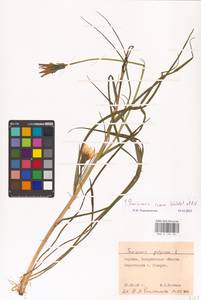 Scorzonera rosea Waldst. & Kit., Eastern Europe, West Ukrainian region (E13) (Ukraine)