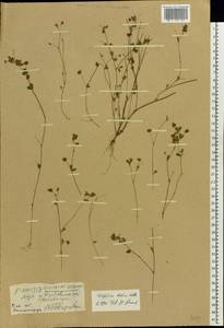 Trifolium dubium Sibth., Eastern Europe, North-Western region (E2) (Russia)