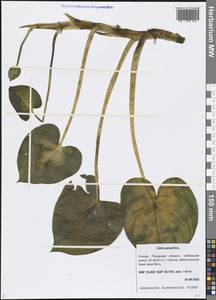 Calla palustris L., Eastern Europe, North-Western region (E2) (Russia)