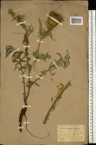 Lophiolepis serrulata (M. Bieb.) Del Guacchio, Bures, Iamonico & P. Caputo, Eastern Europe, Rostov Oblast (E12a) (Russia)