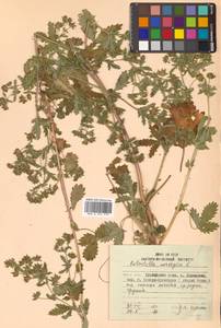 Potentilla norvegica L., Siberia, Russian Far East (S6) (Russia)