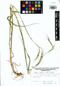Elymus gmelinii (Trin.) Tzvelev, Siberia, Baikal & Transbaikal region (S4) (Russia)