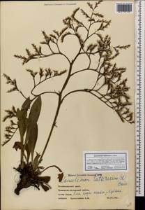 Goniolimon tataricum (L.) Boiss., Caucasus, Krasnodar Krai & Adygea (K1a) (Russia)