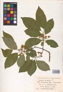 Euonymus europaeus L., Eastern Europe, Central forest-and-steppe region (E6) (Russia)