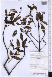 Phoradendron obtusissimum (Miq.) Eichl., America (AMER) (Paraguay)