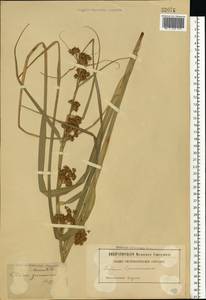Cladium mariscus (L.) Pohl, Eastern Europe, Middle Volga region (E8) (Russia)