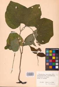 Symphytum cordatum Waldst. & Kit., Eastern Europe, West Ukrainian region (E13) (Ukraine)