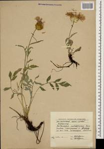 Psephellus pulcherrimus (Willd.) Wagenitz, Caucasus, South Ossetia (K4b) (South Ossetia)