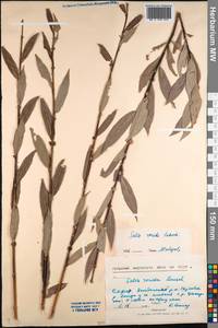 Salix rorida Laksch., Siberia, Baikal & Transbaikal region (S4) (Russia)