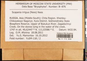 Scapania irrigua (Nees) Nees, Bryophytes, Bryophytes - Baikal & Transbaikal regions (B18) (Russia)