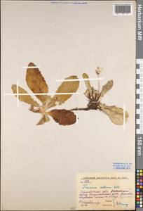 Taraxacum serotinum (Waldst. & Kit.) Poir., Eastern Europe, Lower Volga region (E9) (Russia)