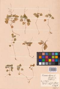 Circaea alpina L., Eastern Europe, Central forest-and-steppe region (E6) (Russia)