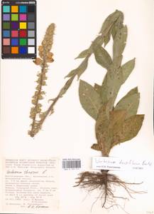 MHA 0 159 117, Verbascum densiflorum Bertol., Eastern Europe, Lower Volga region (E9) (Russia)