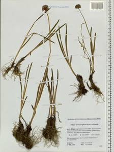 Allium atrosanguineum var. atrosanguineum, Siberia, Baikal & Transbaikal region (S4) (Russia)