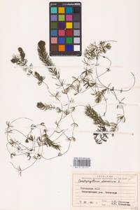 Ceratophyllum demersum L., Eastern Europe, Northern region (E1) (Russia)