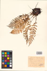 Pseudathyrium alpestre subsp. alpestre, Eastern Europe, Northern region (E1) (Russia)