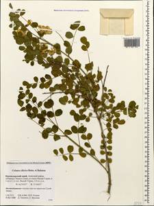 Colutea cilicica Boiss. & Balansa, Caucasus, Krasnodar Krai & Adygea (K1a) (Russia)