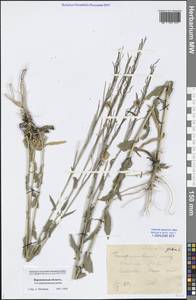 Turritis glabra L., Eastern Europe, Central forest-and-steppe region (E6) (Russia)