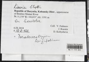 Arctoa blyttii (Bruch & Schimp.) Loeske, Bryophytes, Bryophytes - Baikal & Transbaikal regions (B18) (Russia)