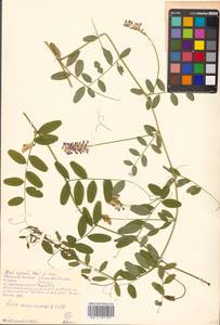 Vicia amurensis Oett., Siberia, Russian Far East (S6) (Russia)